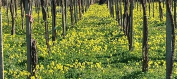 5600m² Land in Vasto, Italy No. 140384 2