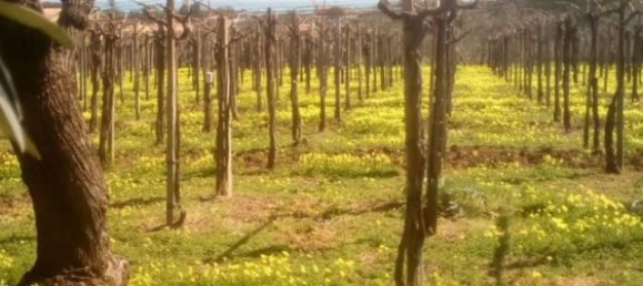 5600m² Land in Vasto, Italy No. 140384 6