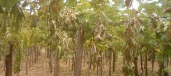 5600m² Land in Vasto, Italy No. 140384 7