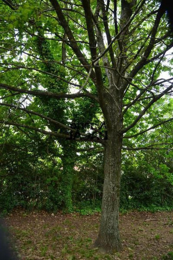  Land in Campo Creado, Argentina No. 31770