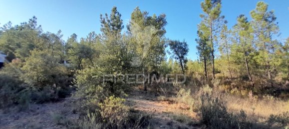 Grundstück in Sarzedas, Portugal 39520m², Nr. 90676 4