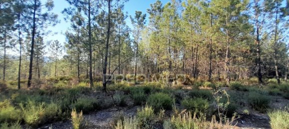 Grundstück in Sarzedas, Portugal 39520m², Nr. 90676 8