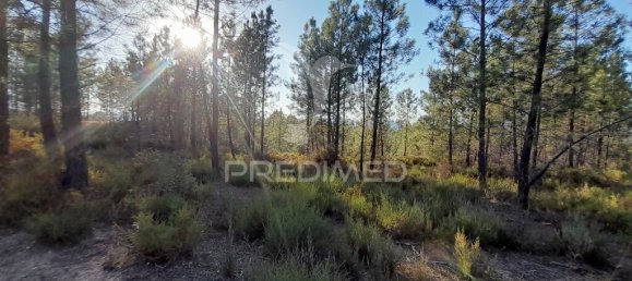 Grundstück in Sarzedas, Portugal 39520m², Nr. 90676 9