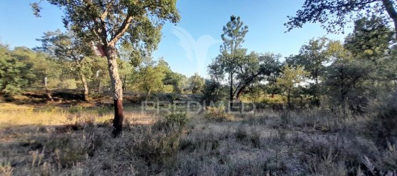 Grundstück in Sarzedas, Portugal 39520m², Nr. 90676 6