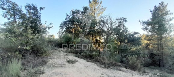 Grundstück in Sarzedas, Portugal 39520m², Nr. 90676 16