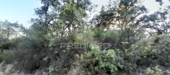 Grundstück in Sarzedas, Portugal 39520m², Nr. 90676 18