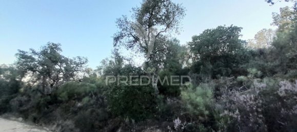 Grundstück in Sarzedas, Portugal 39520m², Nr. 90676 19