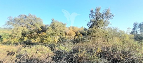 Grundstück in Sarzedas, Portugal 39520m², Nr. 90676 14