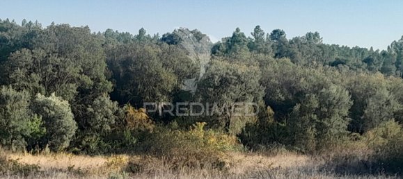 Grundstück in Sarzedas, Portugal 39520m², Nr. 90676 10