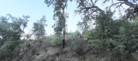 Grundstück in Sarzedas, Portugal 39520m², Nr. 90676 20