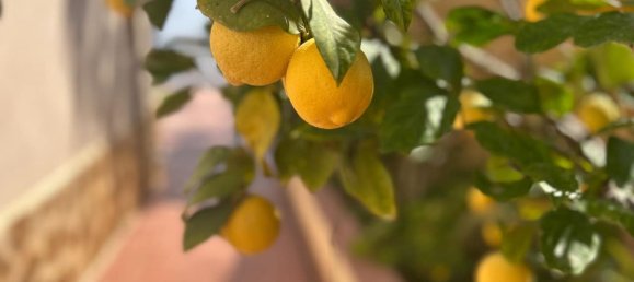 3 bedrooms House in Algorfa, Spain No. 183612 26