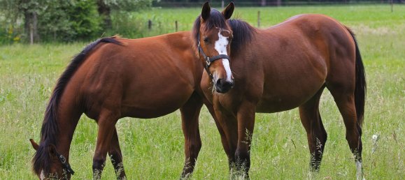 5 غرف نوم مزرعة في Ebersberg, Germany رقم 234206 19