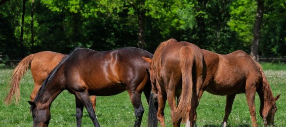 5 غرف نوم مزرعة في Ebersberg, Germany رقم 234206 18