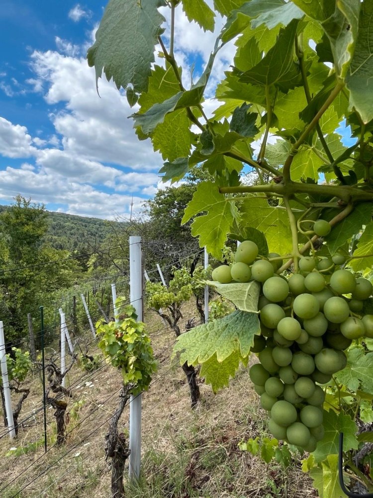  قطعة أرض في Stuttgart, Germany رقم 233003