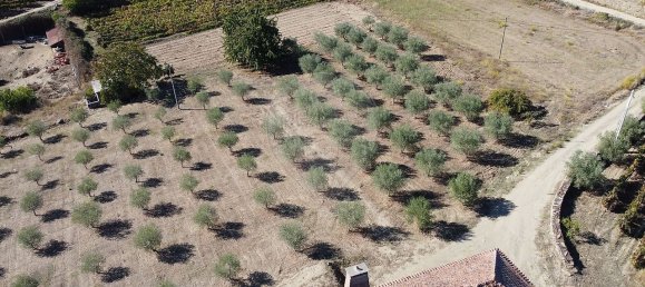 Grundstück in Sao Joao da Pesqueira, Portugal 7840m², Nr. 72262 5