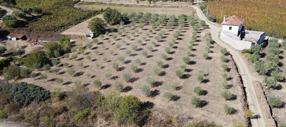 Grundstück in Sao Joao da Pesqueira, Portugal 7840m², Nr. 72262 6