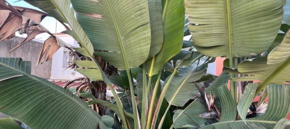 3 chambres Maison à Silves, Portugal No. 105134 47