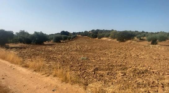 5300m² Land in Merida, Spain No. 193582