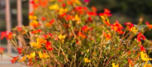 3 chambres Villa à Ponza, Italy No. 107545 27