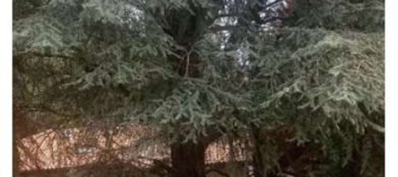 2-Zimmer Wohnung in Malnate, Italy, Nr. 5384 7