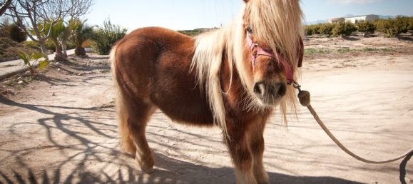 6 bedrooms Villa in La Murada, Spain No. 8583 25