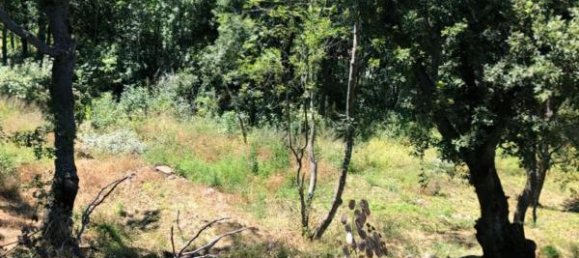  Land in Ville-di-Paraso, France No. 69898 4