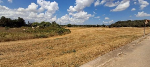 Земельный участок 11000м² в Ortelle, Италия № 261002 8