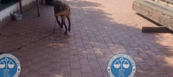 5 rooms Villa in Mazzano Romano, Italy No. 180032 38