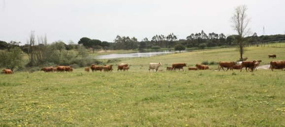 Grundstück in Palmela, Portugal 869460m², Nr. 268010 18