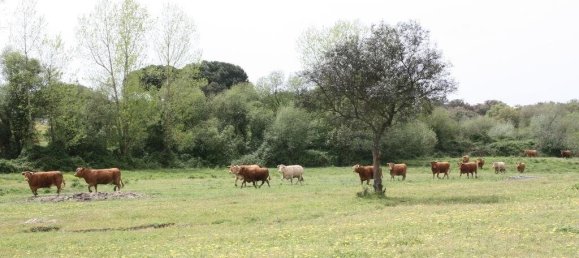 Grundstück in Palmela, Portugal 869460m², Nr. 268010 21