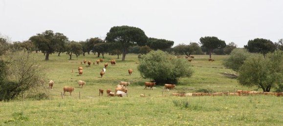 Grundstück in Palmela, Portugal 869460m², Nr. 268010 17