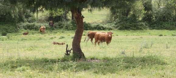 Grundstück in Palmela, Portugal 869460m², Nr. 268010 20