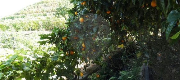 1 bedroom House in Cambres, Portugal No. 62087 41