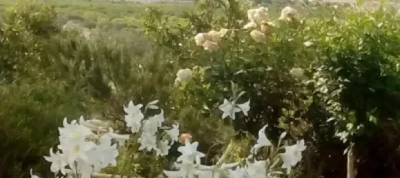 Escritório T4 em Mijas Costa, Spain N.º 34629 22