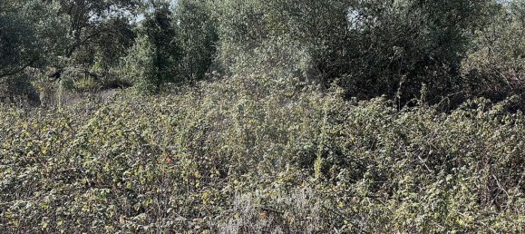 10500m² Land in Palmela, Portugal No. 155578 16