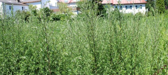 قطعة أرض في Perchtoldsdorf, Austria 377متر مربع رقم 160046 8