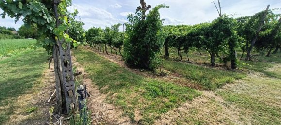  قطعة أرض في Lugo, Italy 56000متر مربع رقم 283980 8