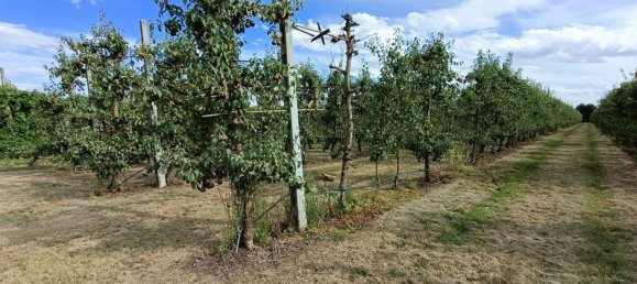  قطعة أرض في Lugo, Italy 56000متر مربع رقم 283980 15