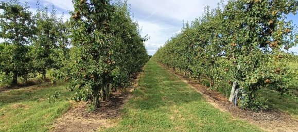  قطعة أرض في Lugo, Italy 56000متر مربع رقم 283980 12