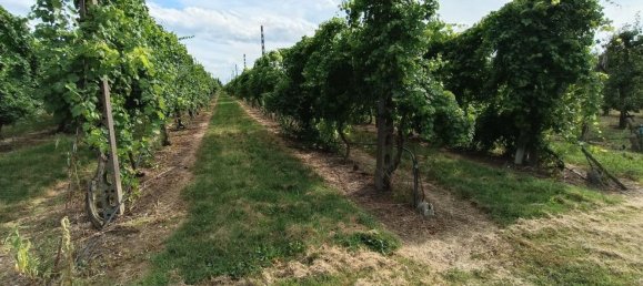  قطعة أرض في Lugo, Italy 56000متر مربع رقم 283980 14