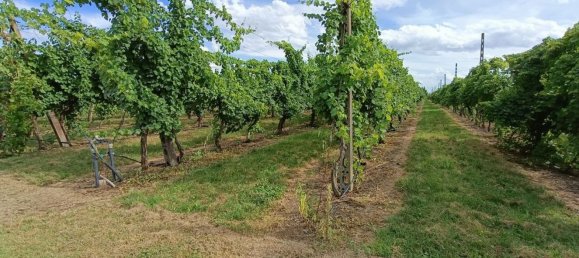  قطعة أرض في Lugo, Italy 56000متر مربع رقم 283980 13