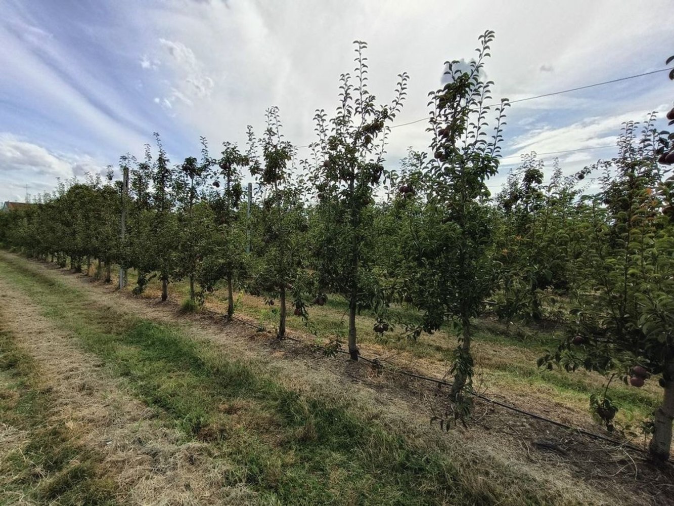  قطعة أرض في Lugo, Italy 56000متر مربع رقم 283980