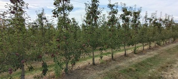  قطعة أرض في Lugo, Italy 56000متر مربع رقم 283980 2