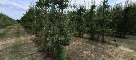  قطعة أرض في Lugo, Italy 56000متر مربع رقم 283980 17