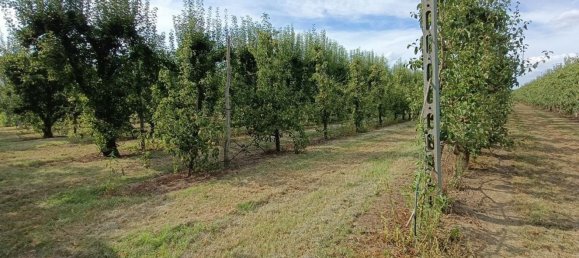  قطعة أرض في Lugo, Italy 56000متر مربع رقم 283980 21