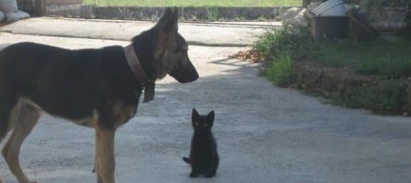 5 rooms Apartment in Soliera, Italy No. 230881 6