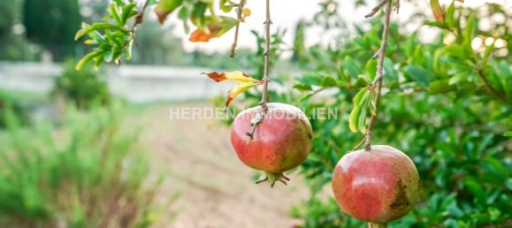 Земельный участок в Инка, Испания № 155363 10