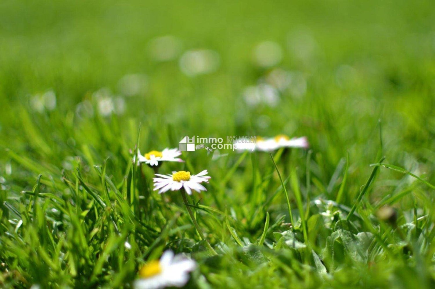 Земельный участок 781м² в Траутмансдорф ан дер Лайта, Австрия № 162466