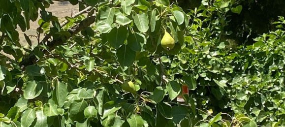 10 chambres Villa à Cinisi, Italy No. 327269 8