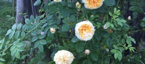 Casa T4 em Mariatrost, Austria N.º 235920 29